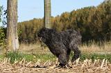 BOUVIER DES FLANDRES 292